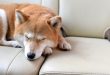 愛犬の睡眠を理解しよう！犬の睡眠時間と快適な睡眠に必要なこと